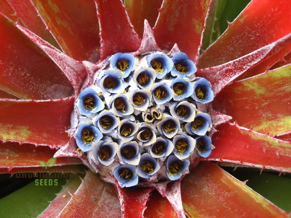 Fascicularia Micrantha Seeds - Exotic Bromeliad for Planting in Tropical Gardens and Containers - Image 3