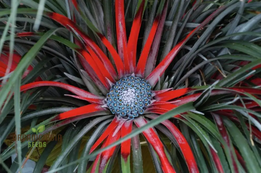 Fascicularia Micrantha Seeds - Exotic Bromeliad for Planting in Tropical Gardens and Containers - Image 4