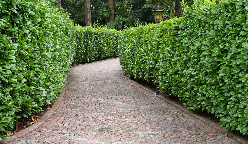Fast-Growing Evergreen Hedge Seeds – Dense Privacy Screen & Landscape Barrier