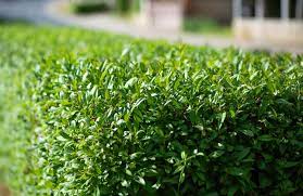 Fast-Growing Evergreen Hedge Seeds – Dense Privacy Screen & Landscape Barrier - Image 2