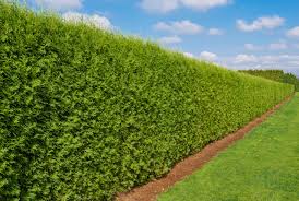 Fast-Growing Evergreen Hedge Seeds – Dense Privacy Screen & Landscape Barrier - Image 3