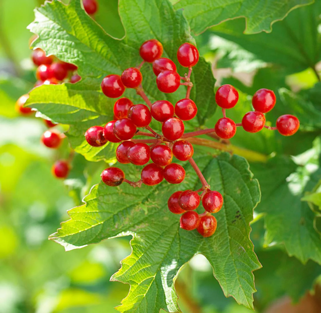 Fast Growing Evergreen Berry Shrub Seeds – Dense Foliage & Red Berries