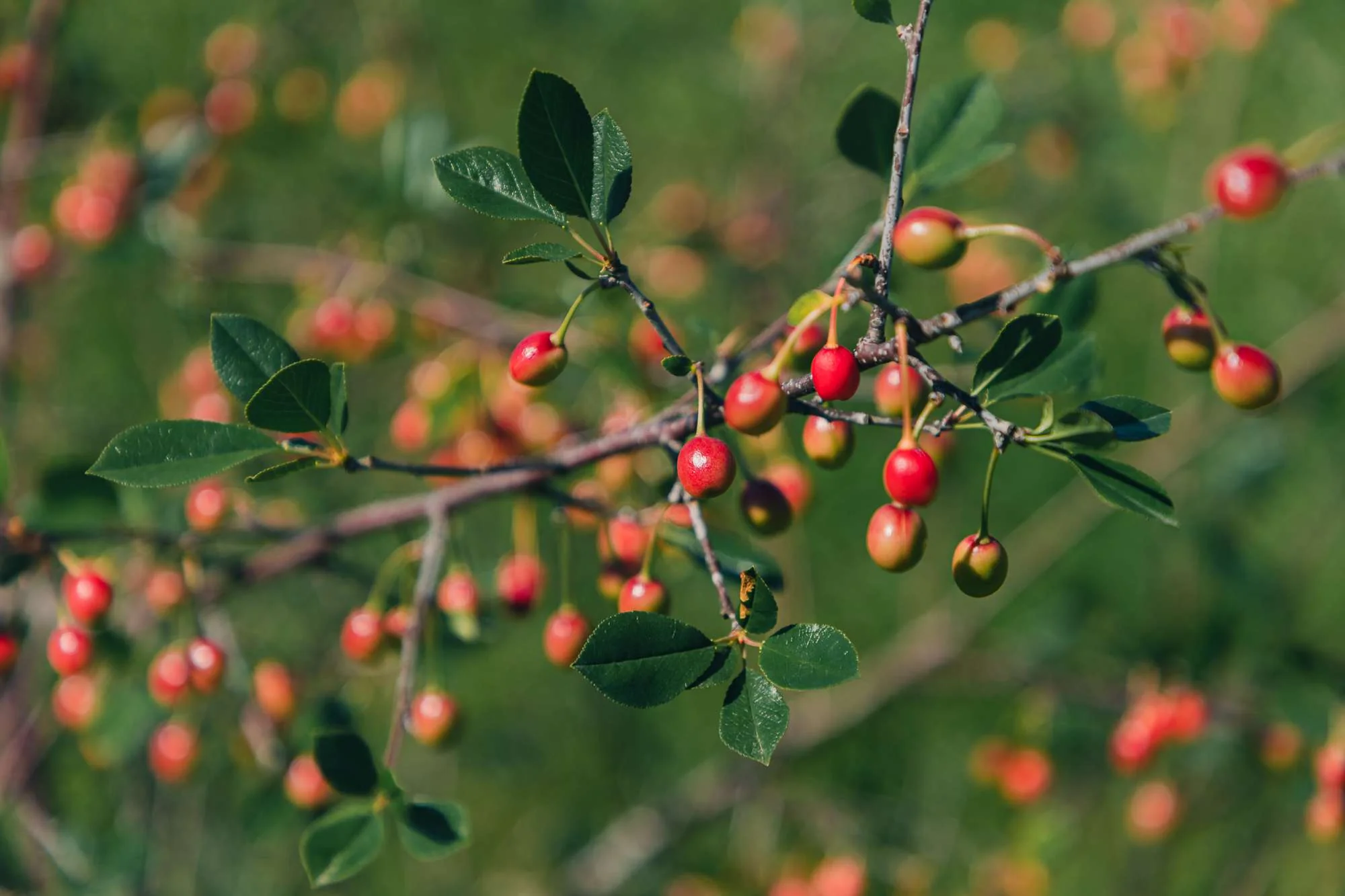 Fast Growing Evergreen Berry Shrub Seeds – Dense Foliage & Red Berries - Image 2
