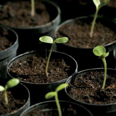 Fast-Growing Seeds – Premium Quality, High Germination, Non-GMO, Easy to Grow