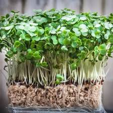 Fast-Growing Seeds – Premium Quality, High Germination, Non-GMO, Easy to Grow - Image 2