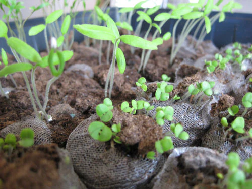 Fast-Growing Seeds – Premium Quality, High Germination, Non-GMO, Easy to Grow - Image 3