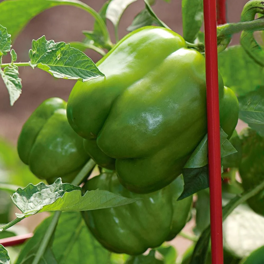 Fat N’ Sassy Bell Pepper Seeds – Sweet, Juicy & High-Yielding Peppers