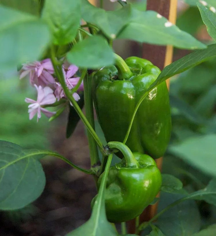 Fat N’ Sassy Bell Pepper Seeds – Sweet, Juicy & High-Yielding Peppers - Image 2