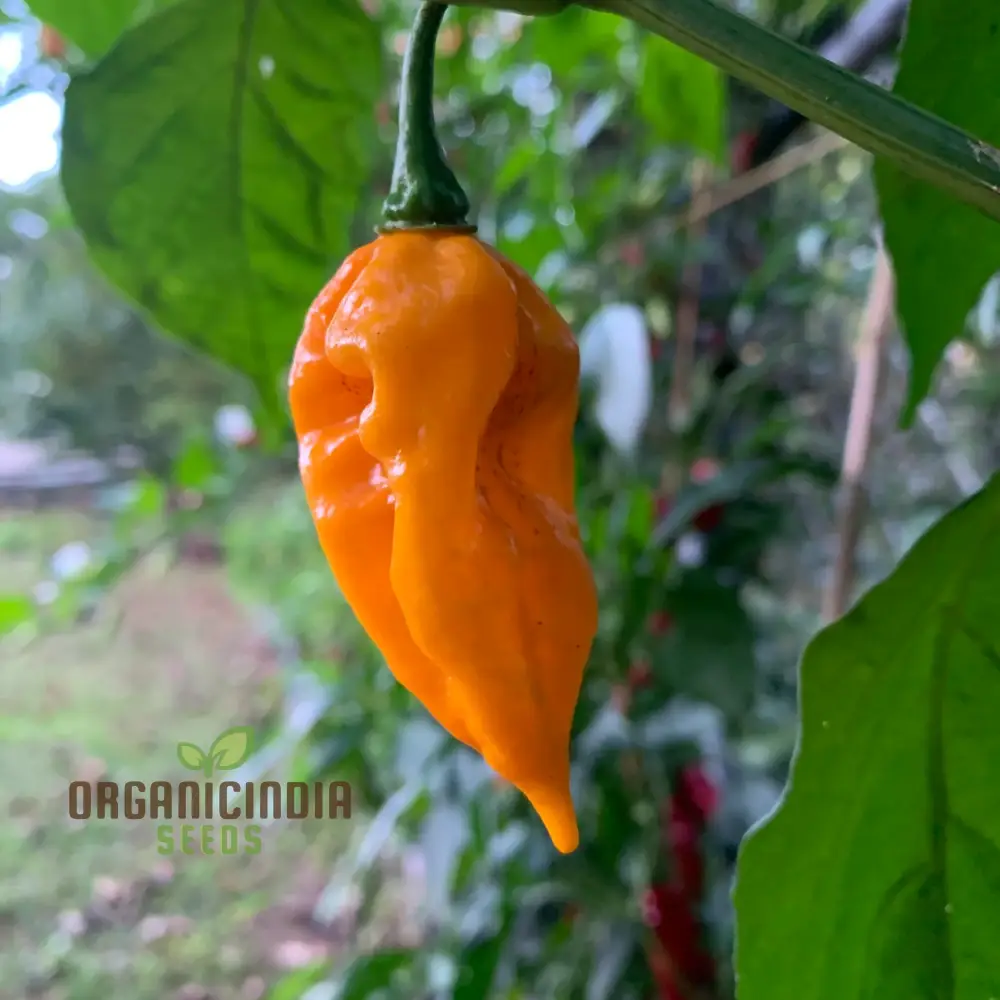 Fatalii Pepper Vegetable Seeds, High-Quality Seeds for Enthusiastic Gardeners