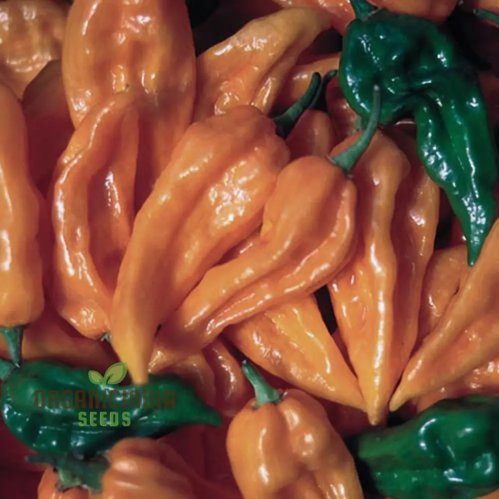 Fatalii Pepper Vegetable Seeds, High-Quality Seeds for Enthusiastic Gardeners - Image 3