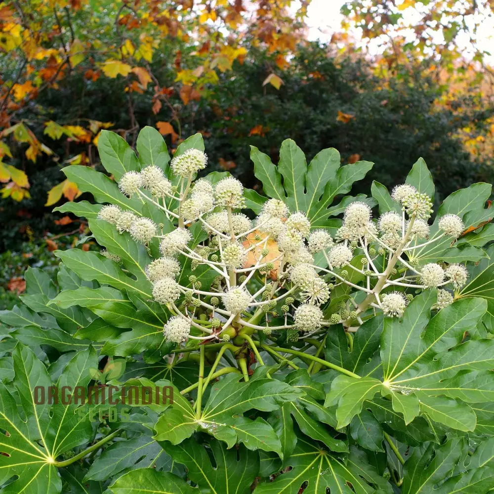 Fatsia Japonica Seeds - Hardy Evergreen Plant Seeds for Planting in Gardens and Containers