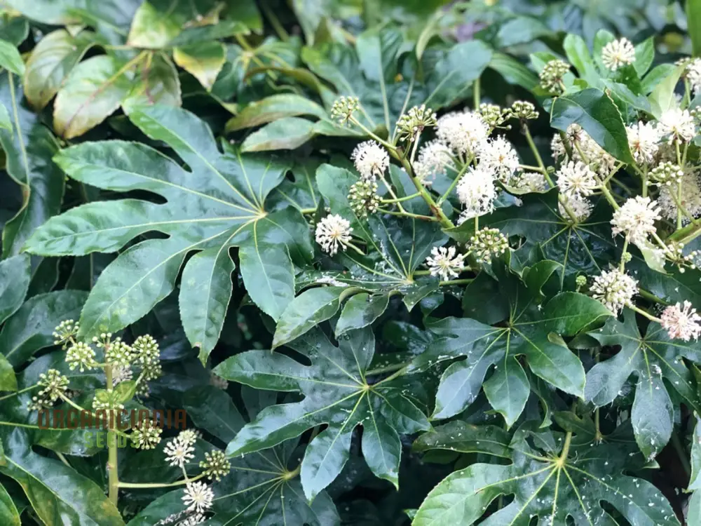 Fatsia Japonica Seeds - Hardy Evergreen Plant Seeds for Planting in Gardens and Containers - Image 3