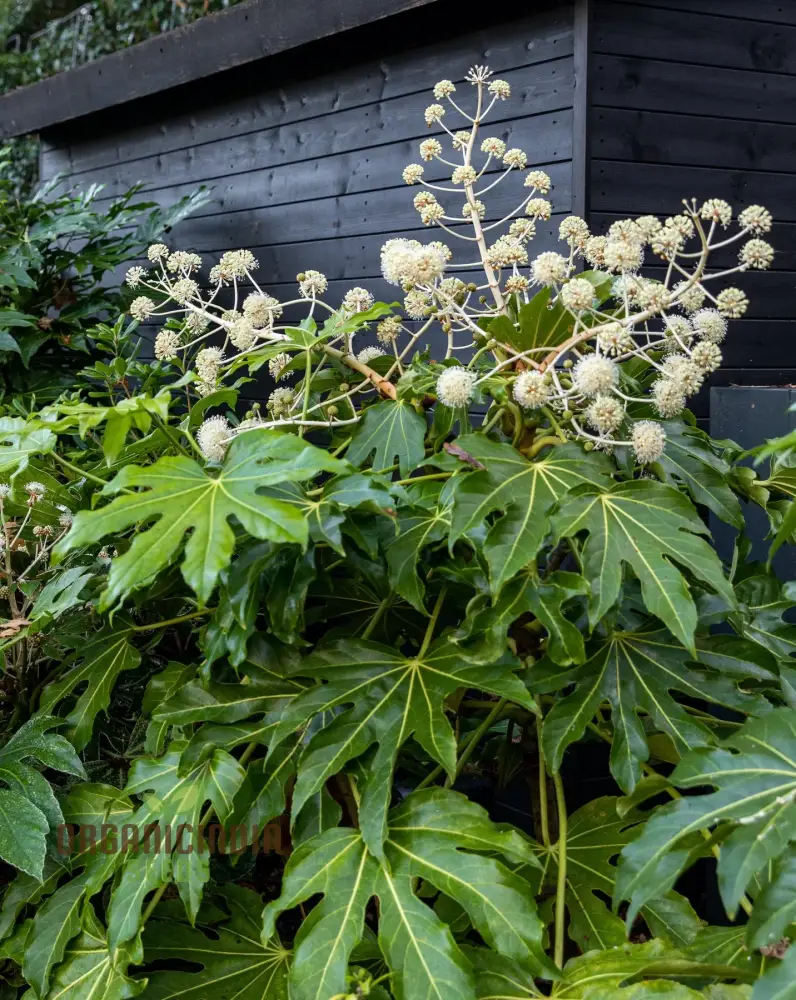 Fatsia Japonica Seeds - Hardy Evergreen Plant Seeds for Planting in Gardens and Containers - Image 4