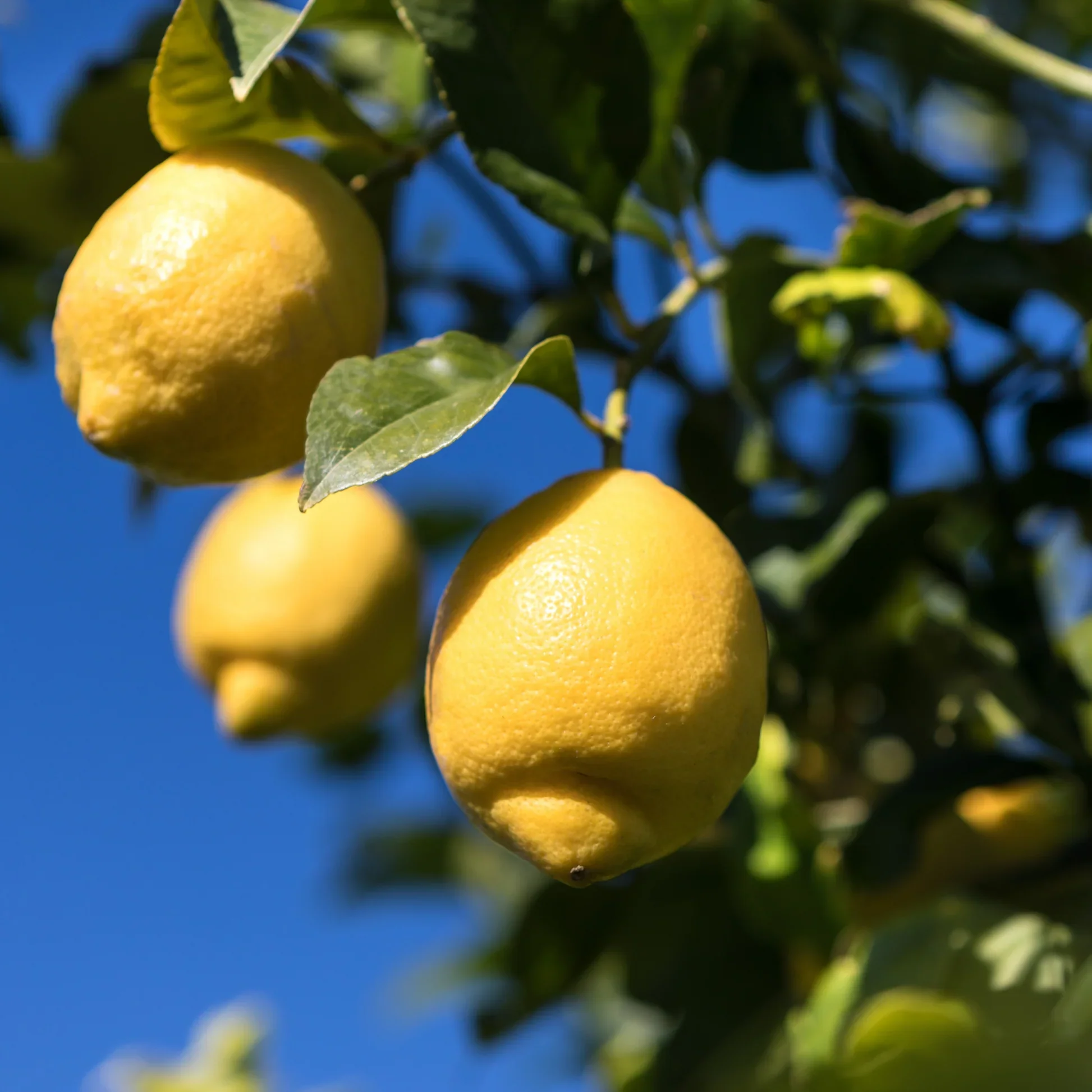 Femminello Lemon Seeds for Planting – Grow Classic Italian Citrus at Home - Image 2