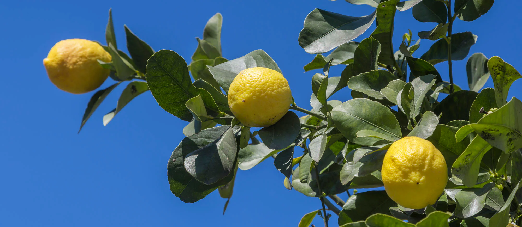 Femminello Lemon Seeds for Planting – Grow Classic Italian Citrus at Home - Image 3