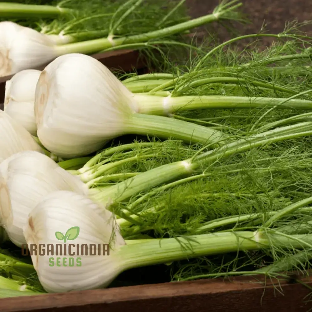 Fennel Romanesco - Premium Gardening Seeds for a Flavorful Harvest