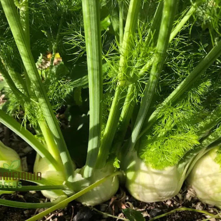 Fennel Romanesco - Premium Gardening Seeds for a Flavorful Harvest - Image 3
