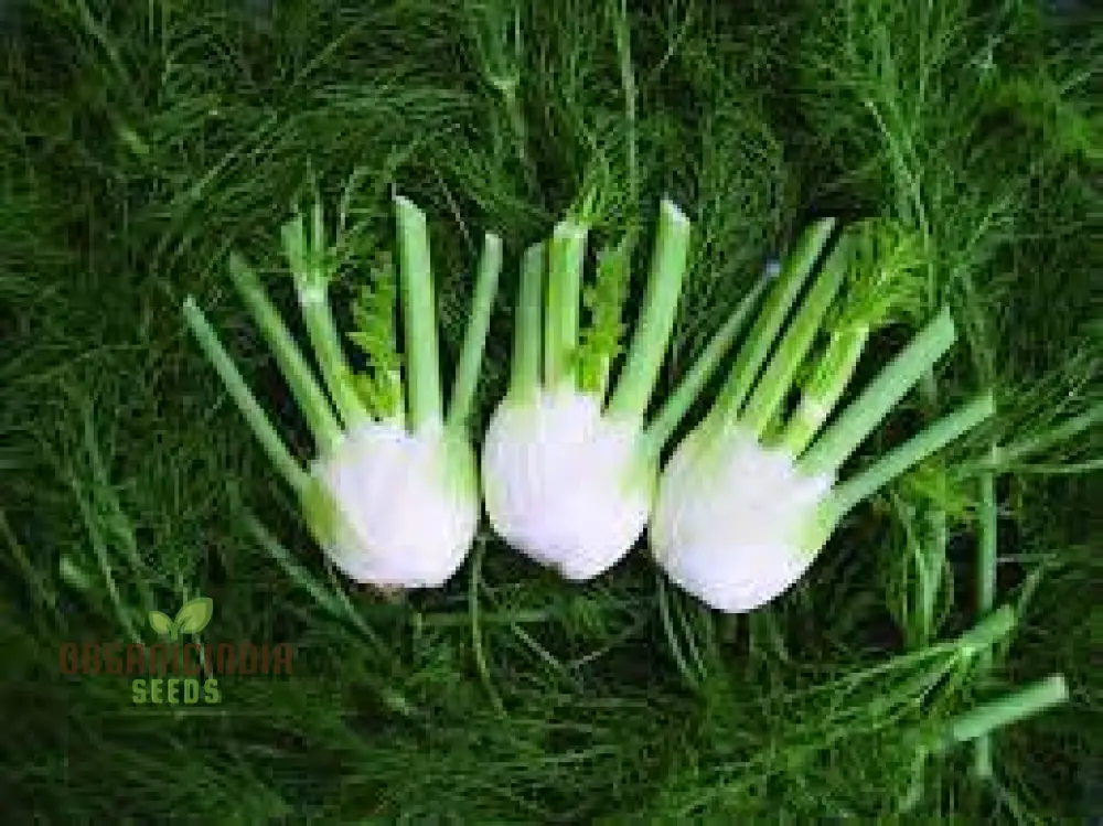 Fennel Romanesco - Premium Gardening Seeds for a Flavorful Harvest - Image 4