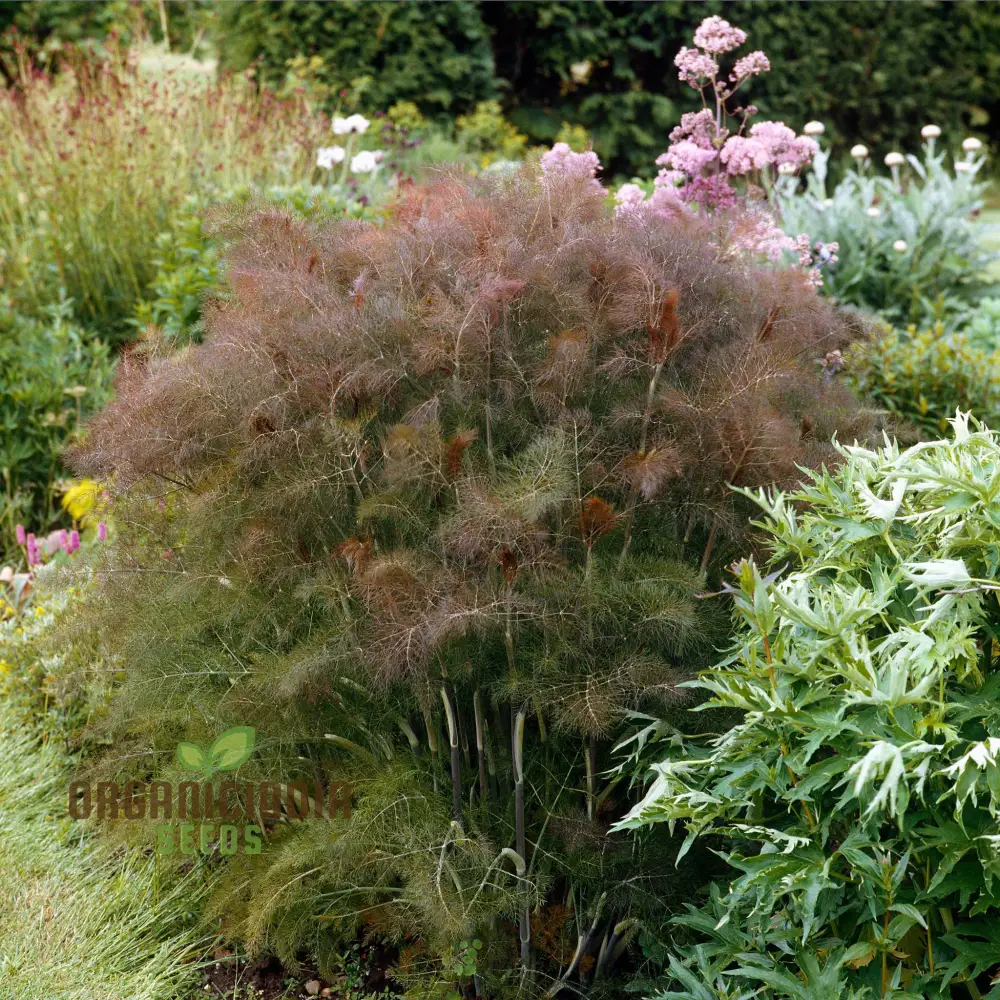 Fennel Seeds - Smokey Bronze, Premium Seeds for Planting, Lengthy Title for Garden Enthusiasts
