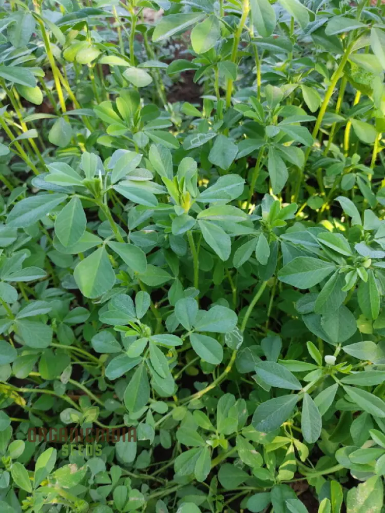 Fenugreek Methi Seeds for Planting - High-Quality Organic Seeds for Your Garden