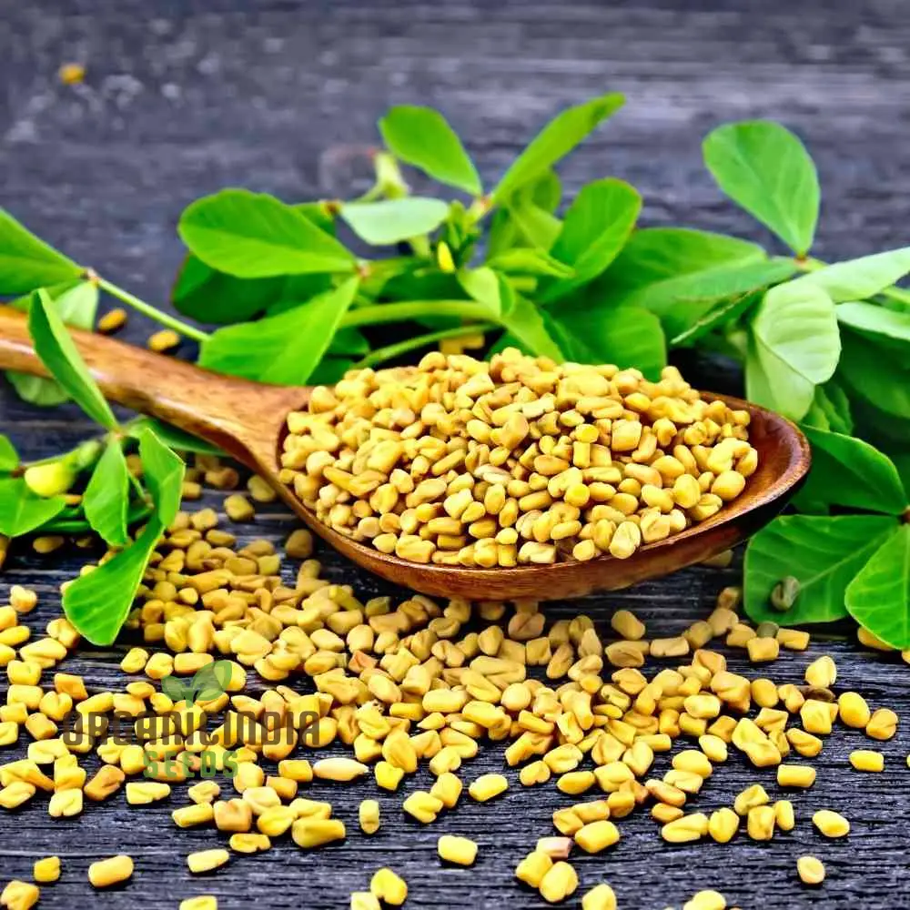 Fenugreek Sprouts from Seeds for Fresh and Flavorful Culinary Delights - Image 6