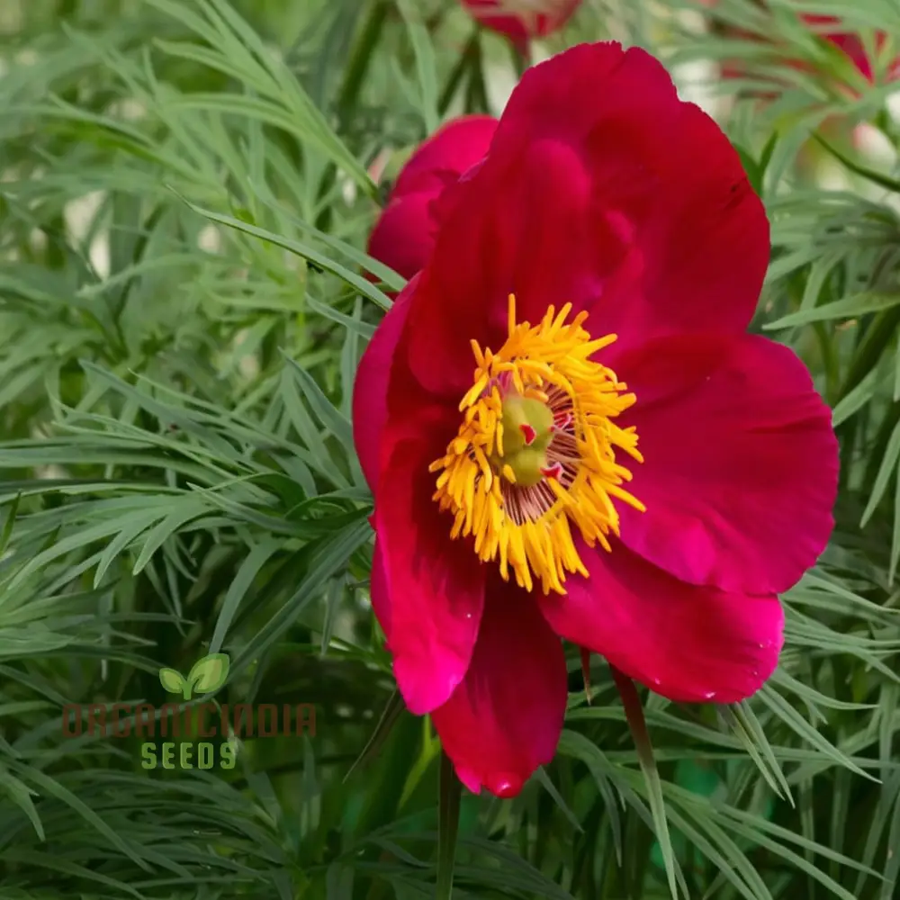 Fern Leaf Peony Flower Seeds - Exquisite Blooms for Enchanting Garden Retreats