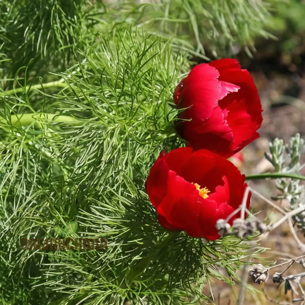 Fern Leaf Peony Flower Seeds - Exquisite Blooms for Enchanting Garden Retreats - Image 3