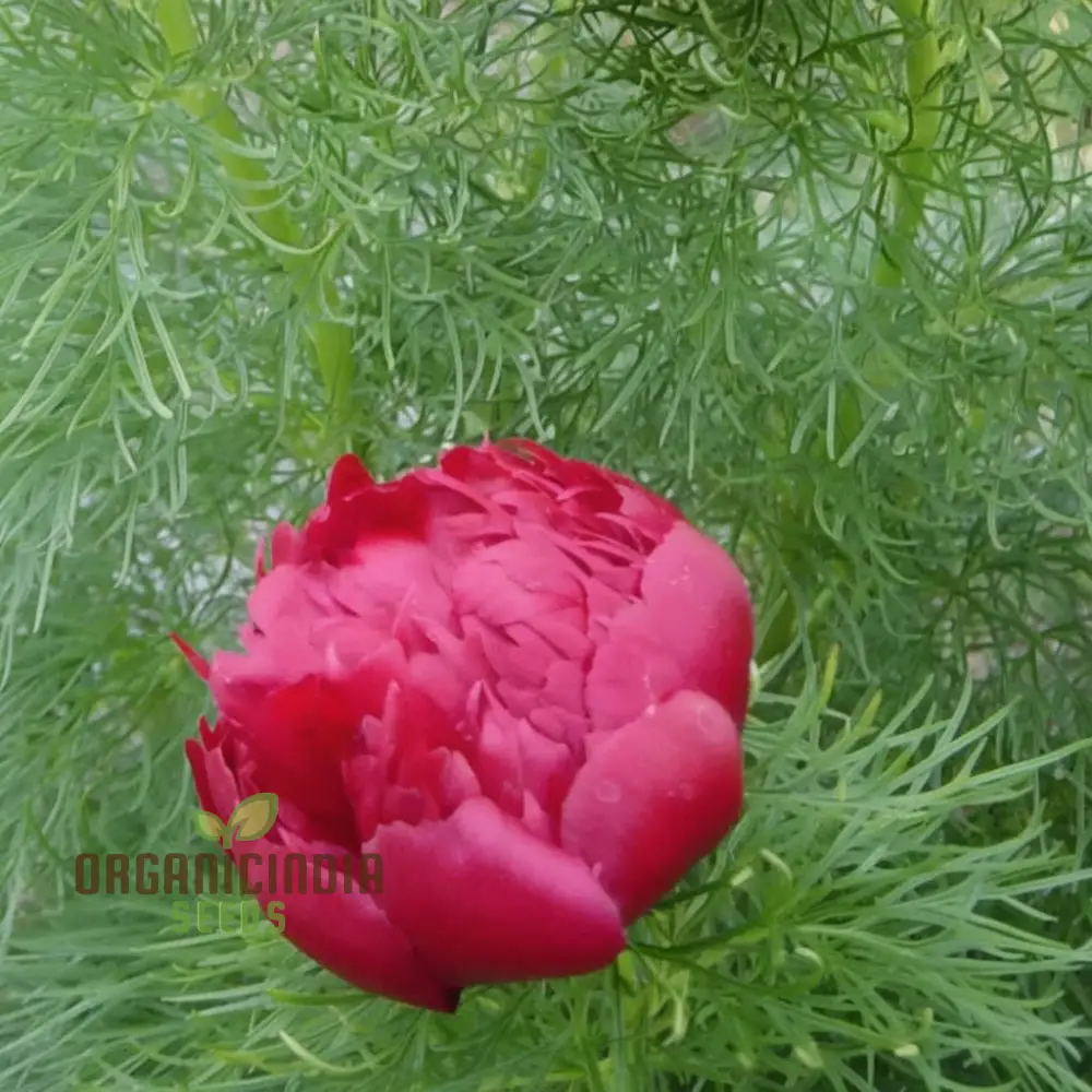 Fern Leaf Peony Flower Seeds - Exquisite Blooms for Enchanting Garden Retreats - Image 4