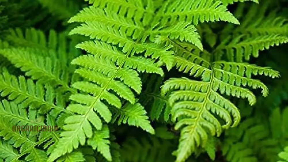 Fern Plant Seeds Bulk 100 Green, 100pcs Green Fern Seeds for Planting, Fresh 100pcs Fern Plant Seeds Green