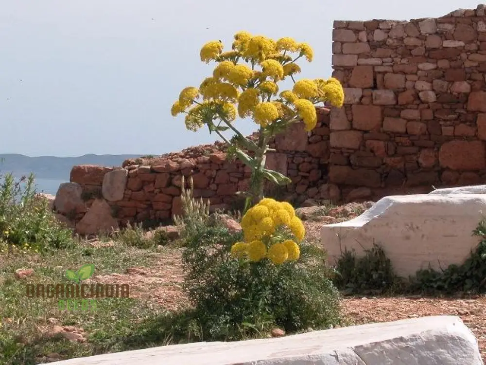 Ferula Communis Seeds - Hardy Perennial for Mediterranean Gardens - Planting Guide Included
