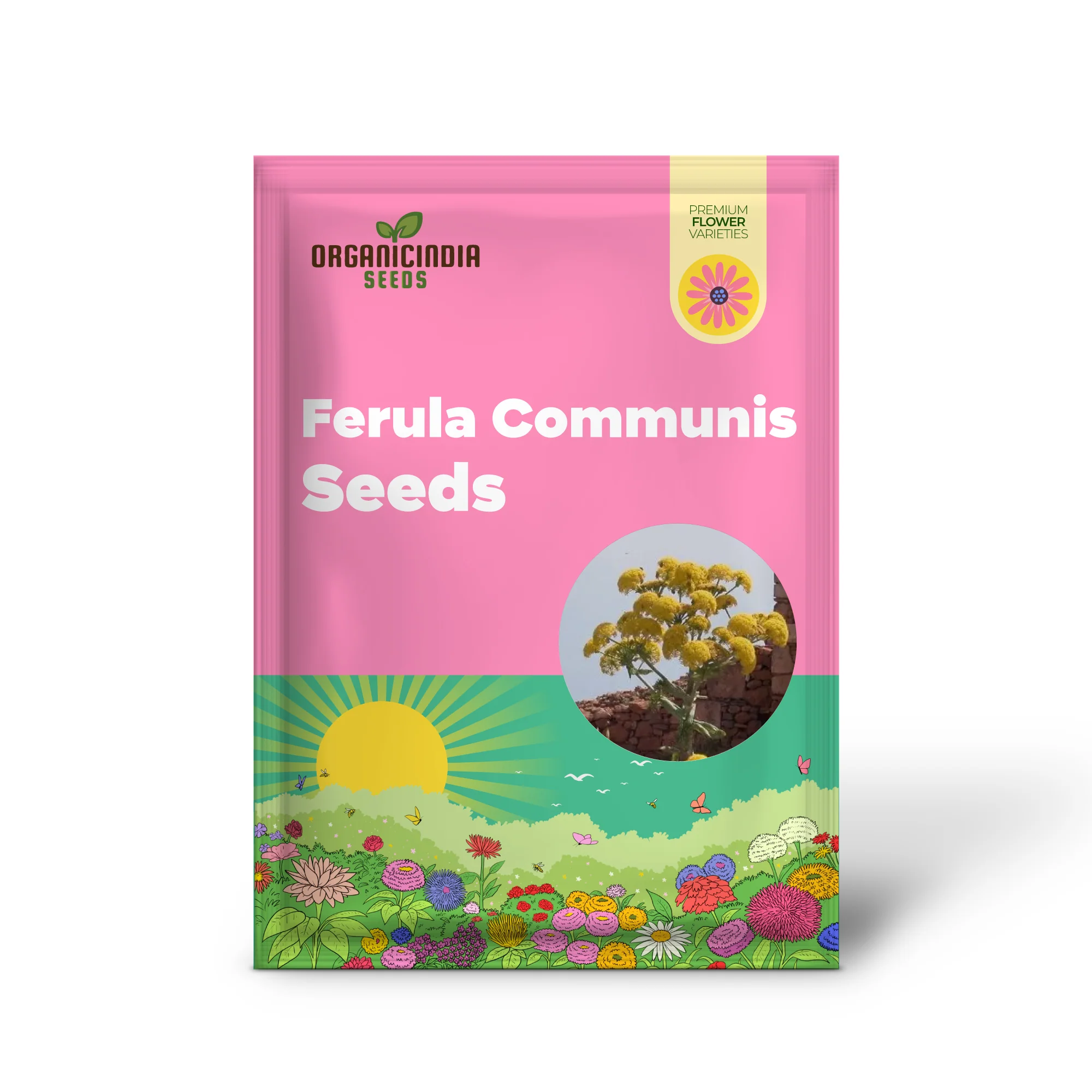 Ferula Communis Seeds - Hardy Perennial for Mediterranean Gardens - Planting Guide Included - Image 2