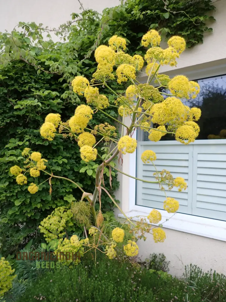 Ferula Communis Seeds - Hardy Perennial for Mediterranean Gardens - Planting Guide Included - Image 3