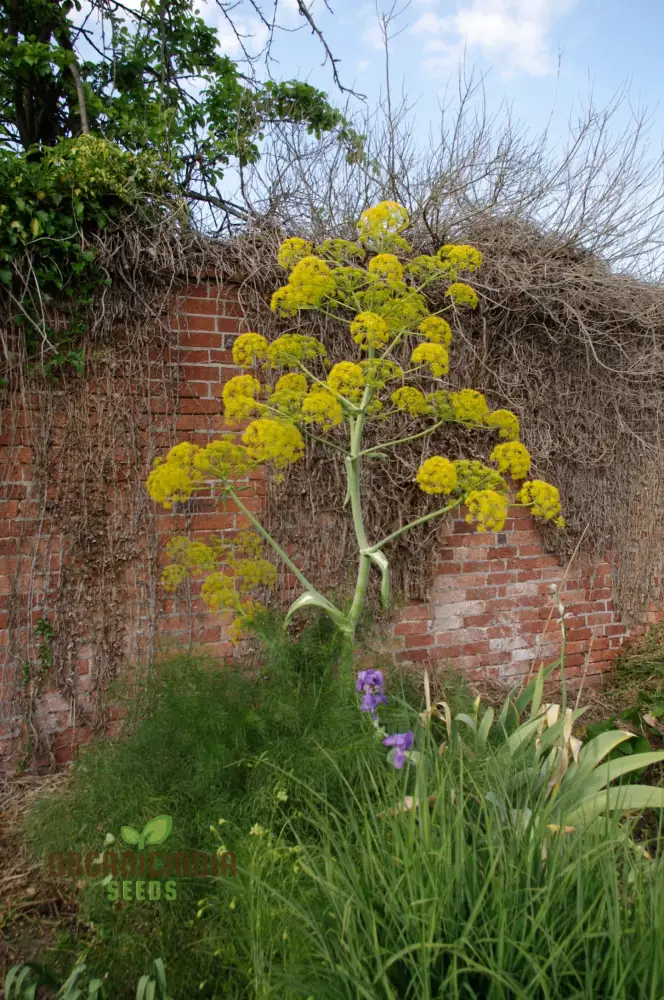 Ferula Communis Seeds - Hardy Perennial for Mediterranean Gardens - Planting Guide Included - Image 4