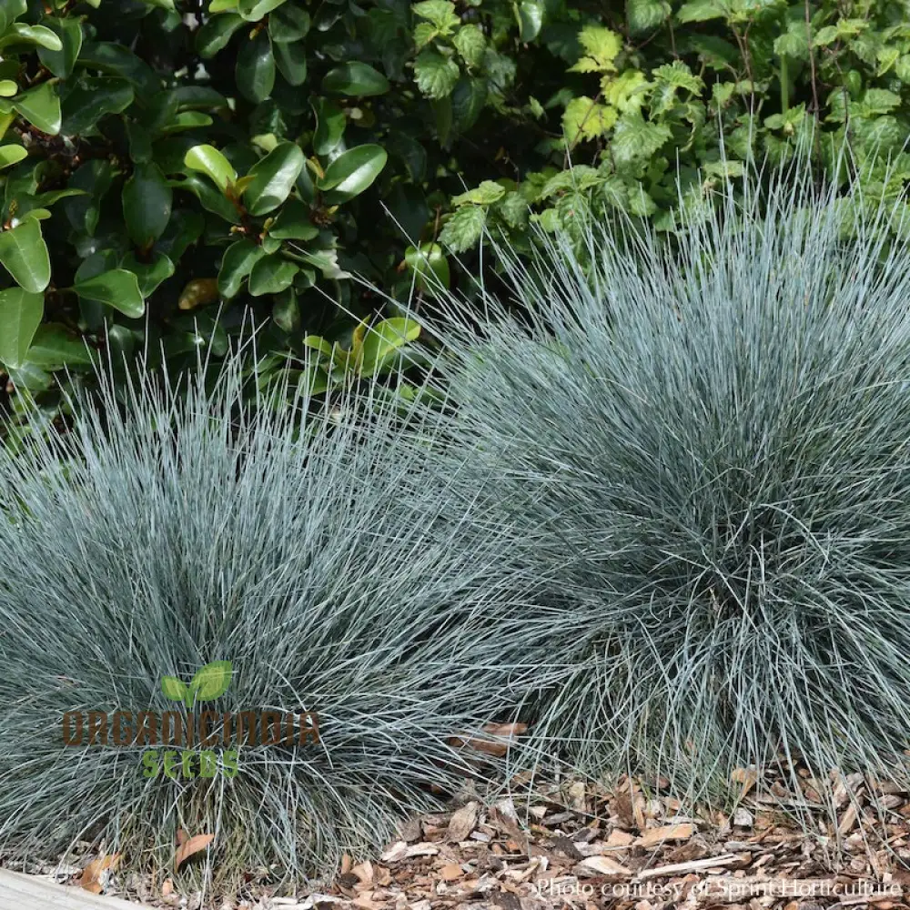 Festuca Glauca Flowering Seeds for Stunning Blue Fescue in Your Garden - Image 3