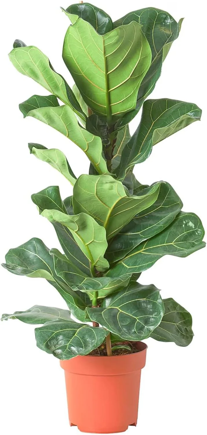 Ficus Lyrata Seeds for Planting,Fiddle-Leaf Fig Tree Seeds - Image 2