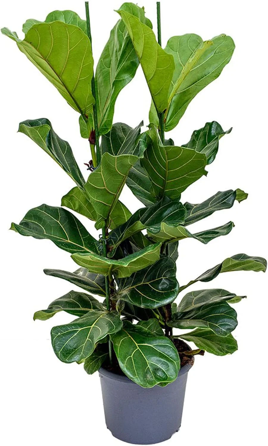 Ficus Lyrata Seeds for Planting,Fiddle-Leaf Fig Tree Seeds - Image 3