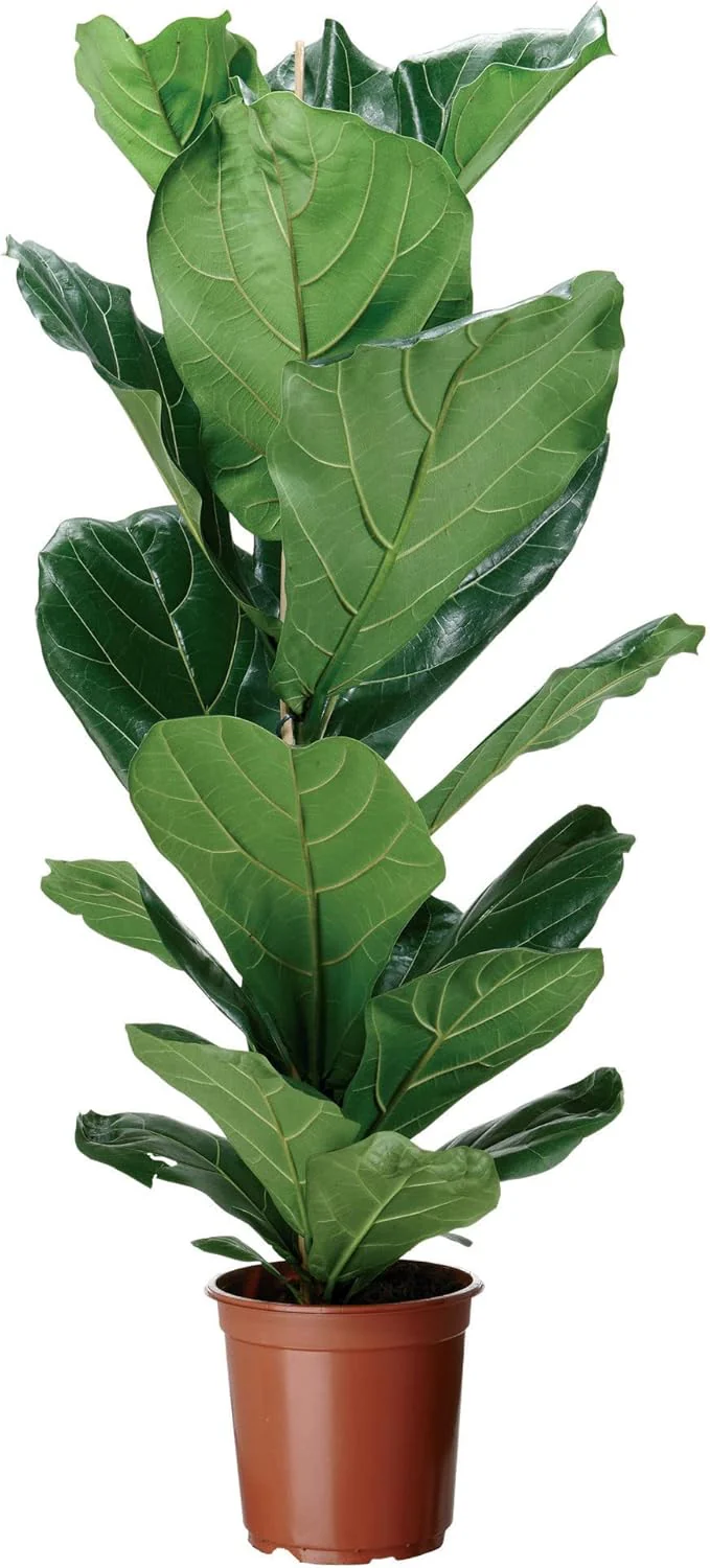 Ficus Lyrata Seeds for Planting,Fiddle-Leaf Fig Tree Seeds - Image 4