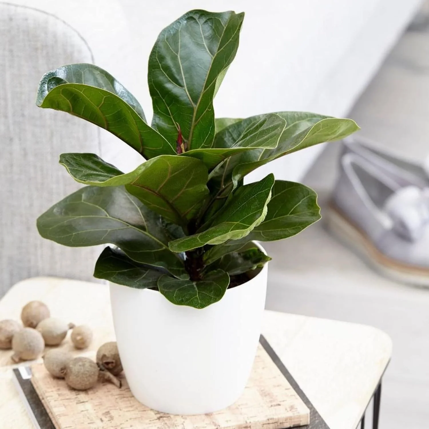 Ficus Lyrata Seeds for Planting,Fiddle-Leaf Fig Tree Seeds - Image 5