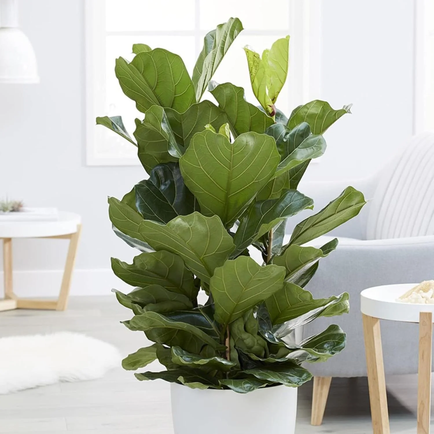 Ficus Lyrata Seeds for Planting,Fiddle-Leaf Fig Tree Seeds - Image 6