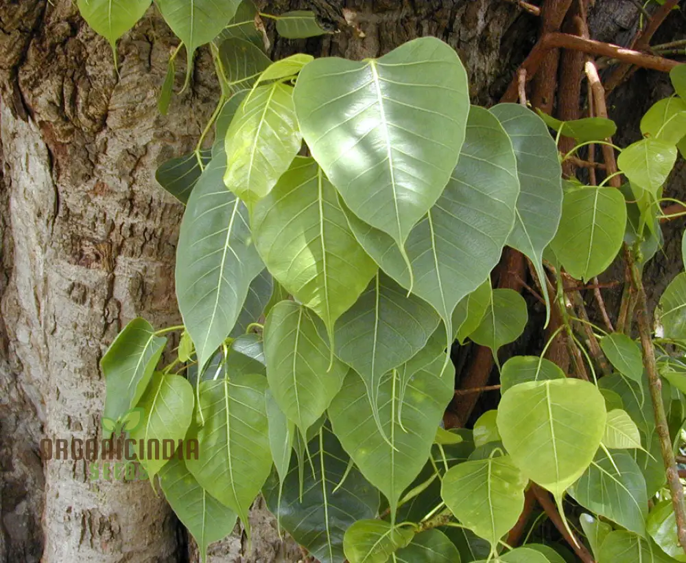 Ficus Religiosa Seeds, Premium Quality Seeds for Planting Sacred Bodhi Trees