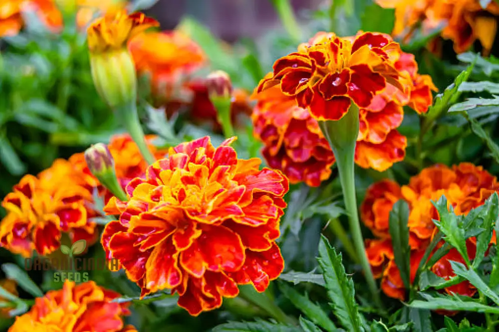 Fiery Mix Flower Seeds For Planting, Bright Yellow and Red Flowers