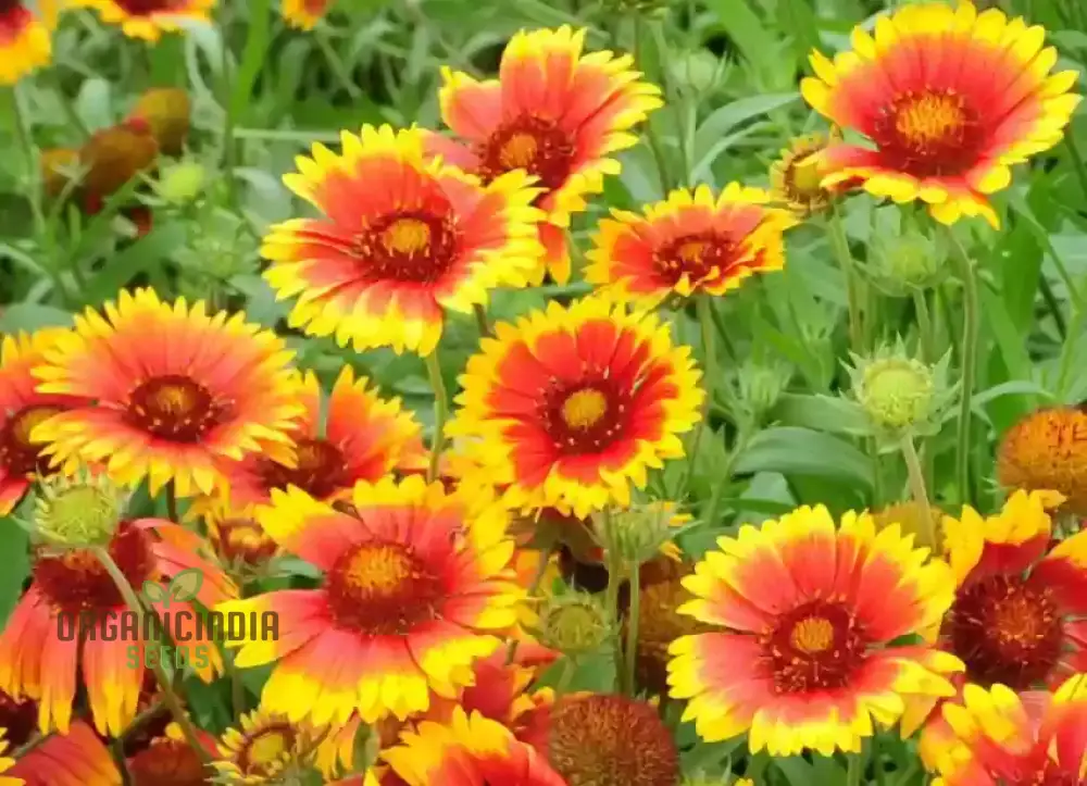 Fiery Mix Flower Seeds For Planting, Bright Yellow and Red Flowers - Image 3