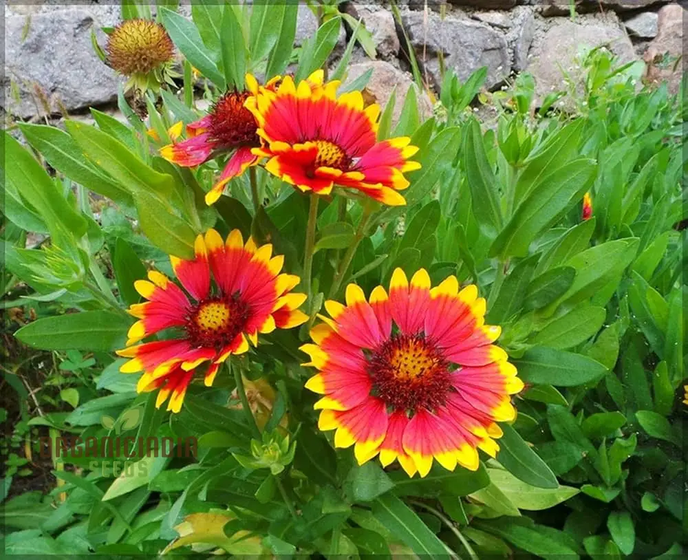 Fiery Mix Flower Seeds For Planting, Bright Yellow and Red Flowers - Image 4