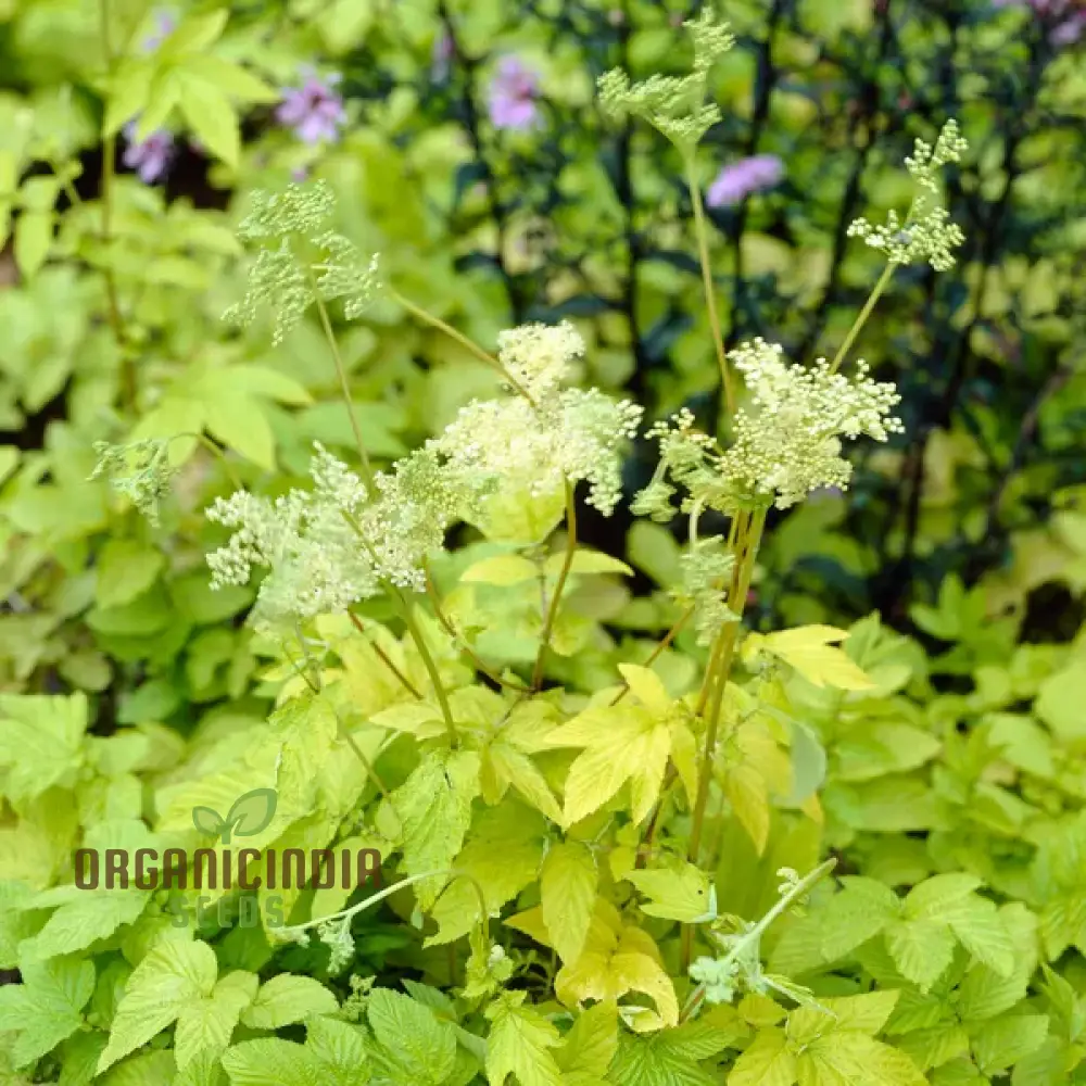 Filipendula Ulmaria 'Aurea' Seeds - Exquisite Yellow Meadow Sweet for Planting and Garden Beauty