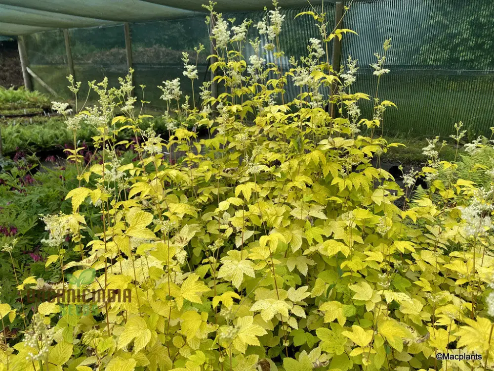 Filipendula Ulmaria 'Aurea' Seeds - Exquisite Yellow Meadow Sweet for Planting and Garden Beauty - Image 3