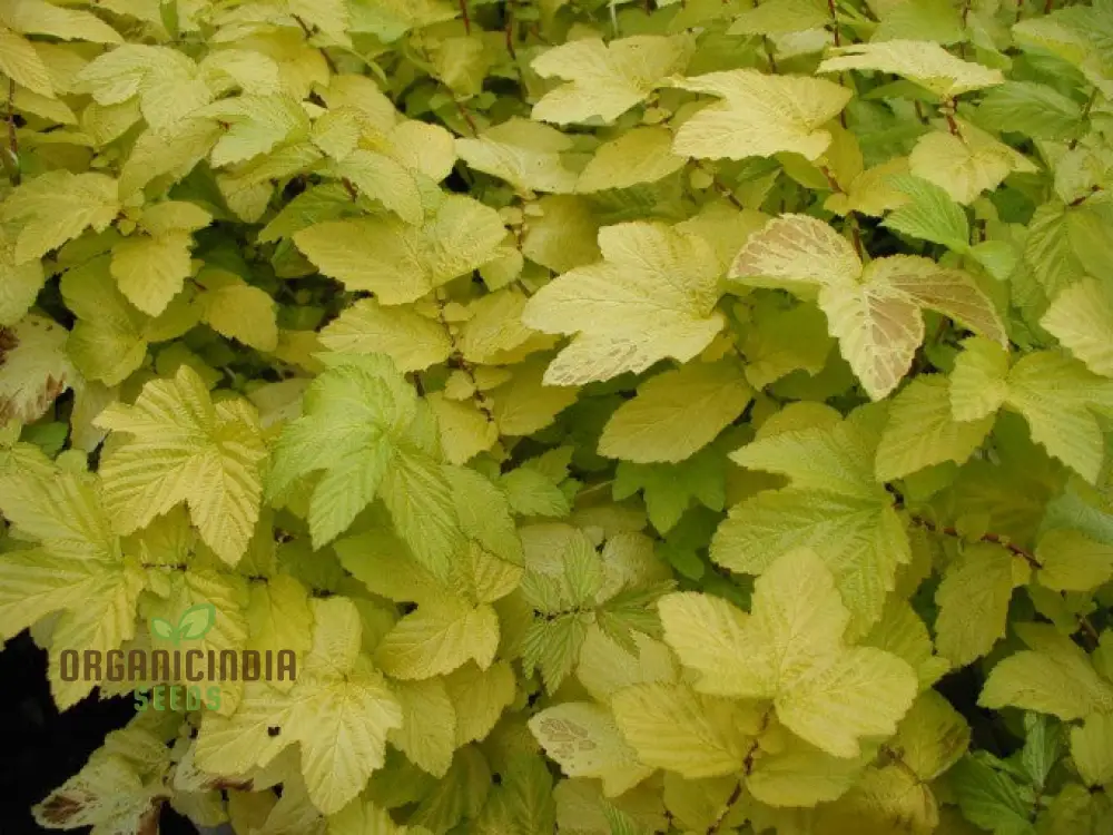 Filipendula Ulmaria 'Aurea' Seeds - Exquisite Yellow Meadow Sweet for Planting and Garden Beauty - Image 4