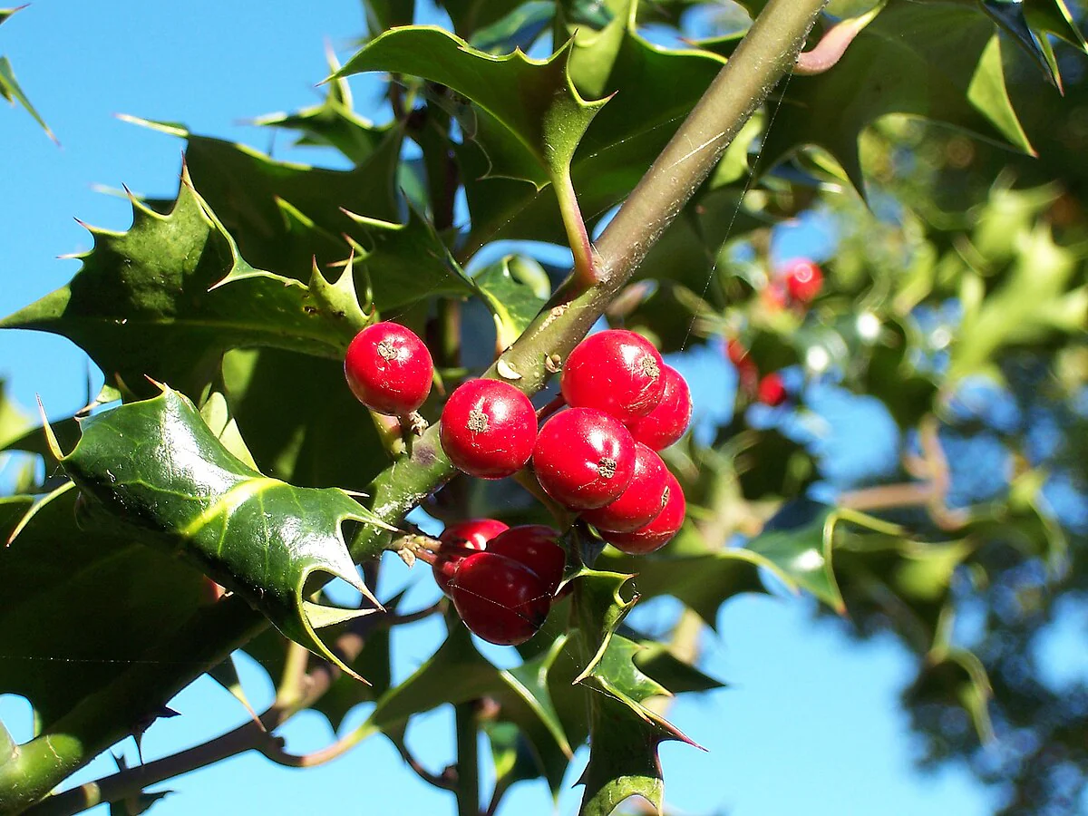 Finetooth Holly Seeds - Ilex Serrata for Planting in Gardens | Hardy Evergreen Shrub with Berries - Image 3