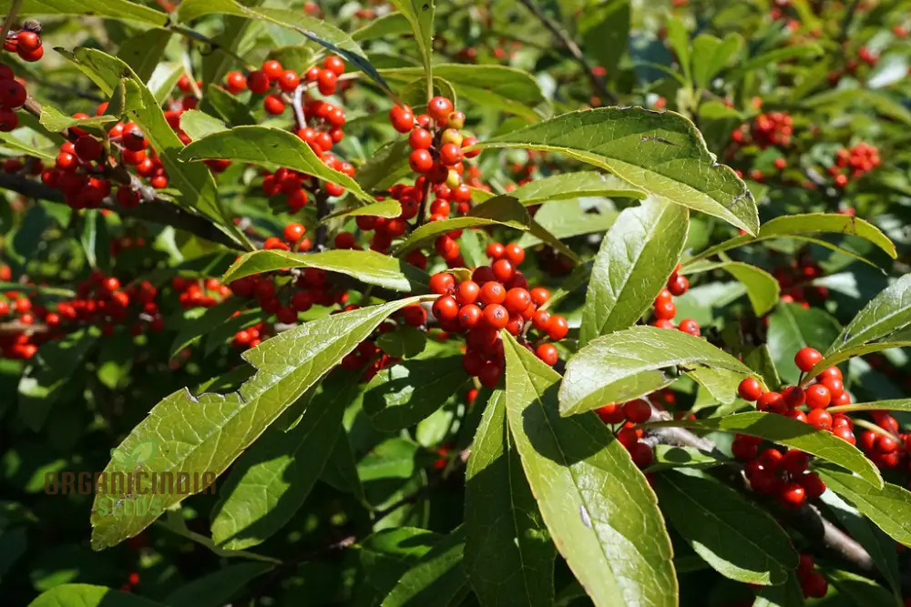Finetooth Holly Seeds - Ilex Serrata for Planting in Gardens | Hardy Evergreen Shrub with Berries - Image 4