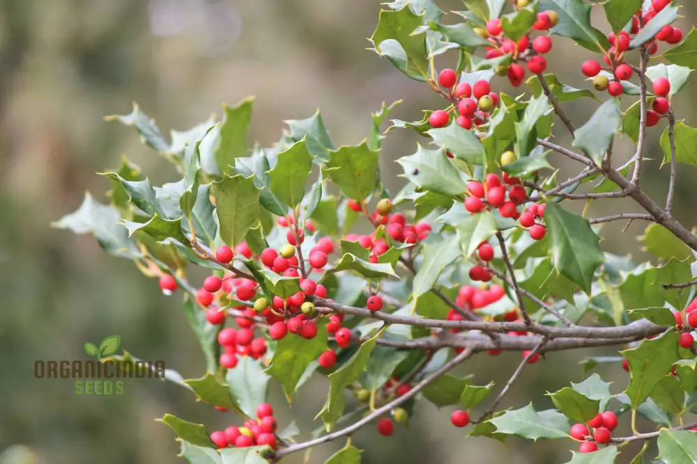 Finetooth Holly Seeds - Ilex Serrata for Planting in Gardens | Hardy Evergreen Shrub with Berries - Image 5