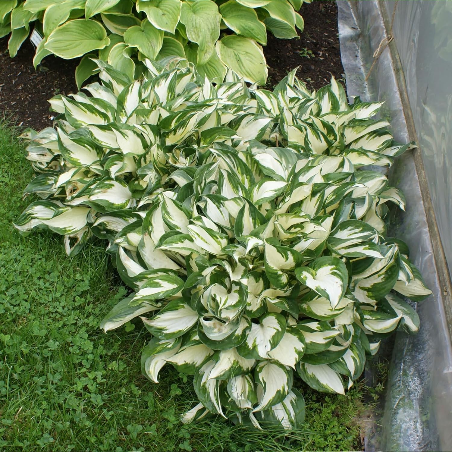 Fire and Ice Hosta Seeds And Vibrant Contrast for Stunning Garden Displays - Image 3
